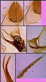   Apis dorsata  female terminalia, photo: A.H. Smith-Pardo 
